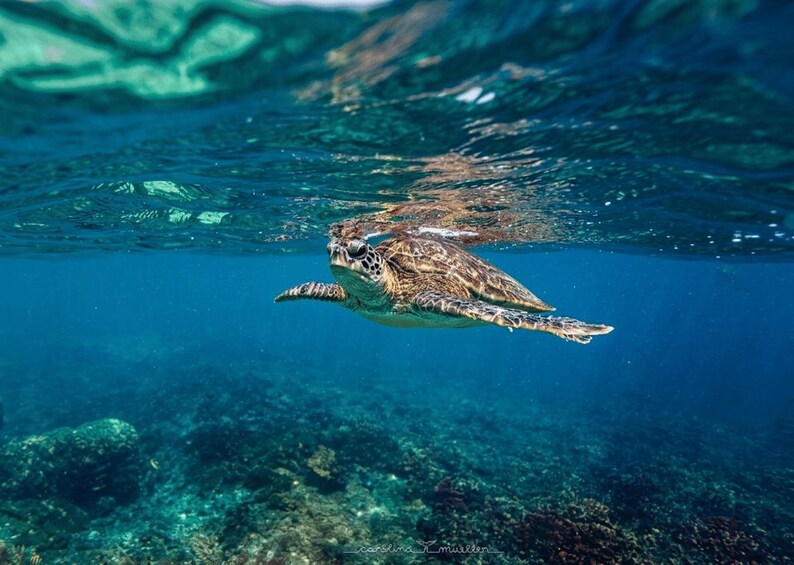 Picture 3 for Activity Muscat: Daymaniyat Islands Snorkeling Trip + BBQ-style meal 3