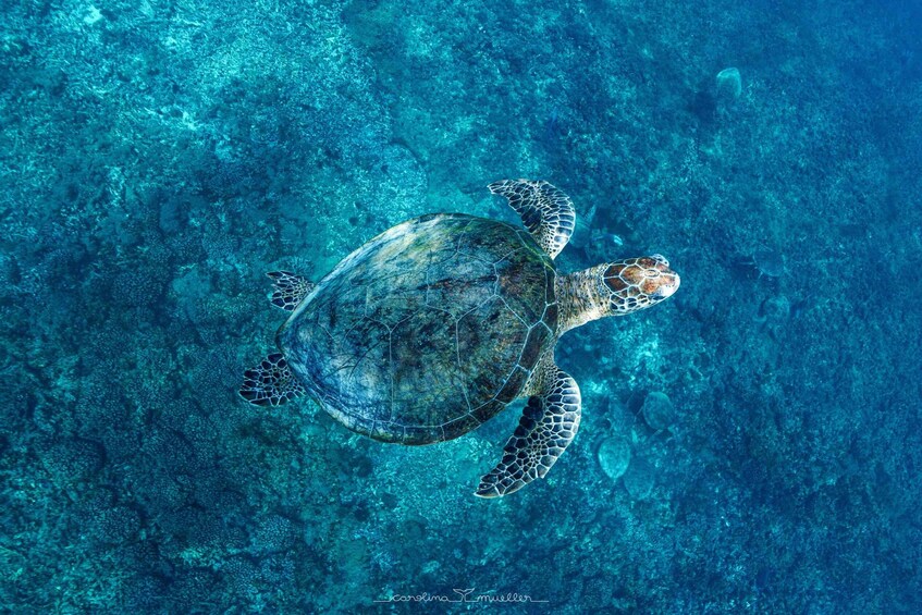 Picture 1 for Activity Muscat: Daymaniyat Islands Snorkeling Trip + BBQ-style meal 2