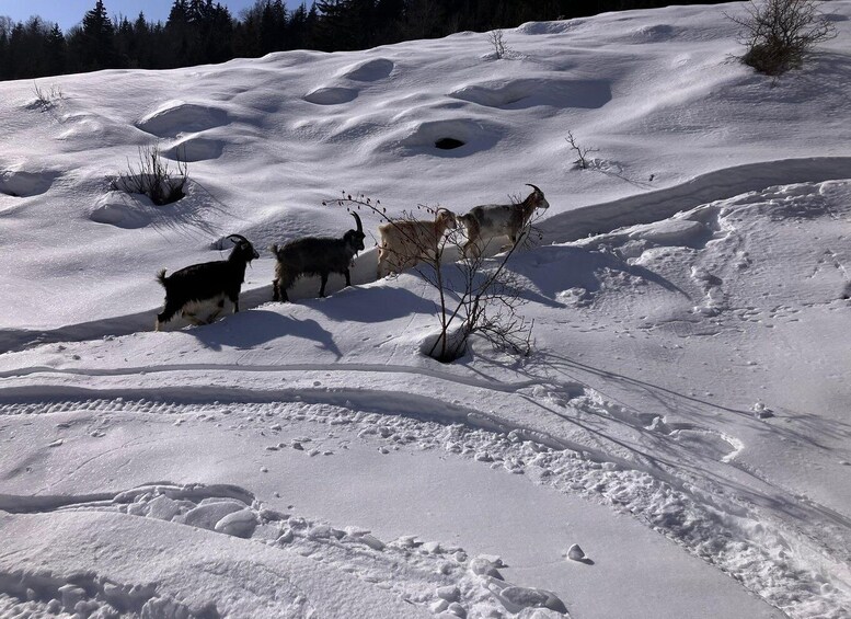 A snowy landscape with a group of goats grazing. 5