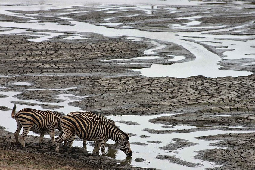 Zebras drinking water in a dry, cracked landscape with patches of snow. 2
