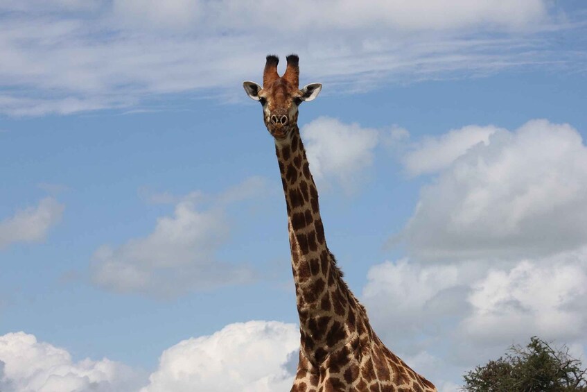 A giraffe standing against a sky with clouds. 4