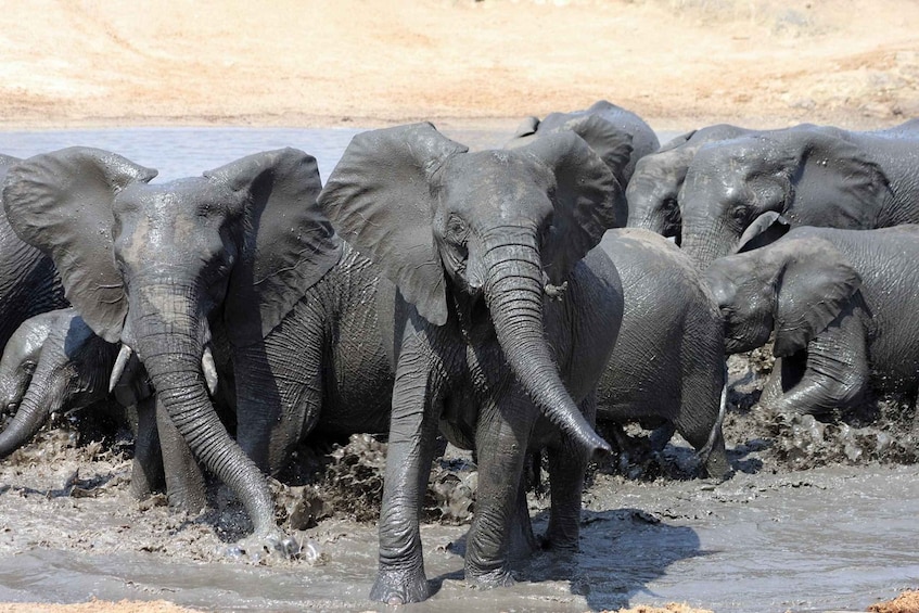 A group of elephants wading through a muddy riverbank. 1