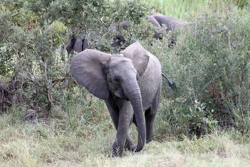 An elephant walking through a grassy area with trees and bushes. 5
