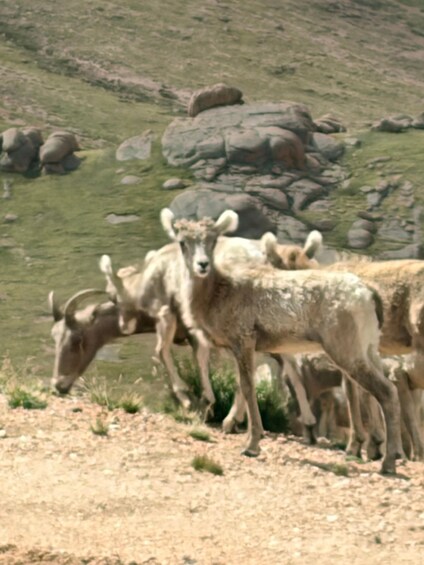 A group of bighorn sheep grazing on a rocky hillside. 2