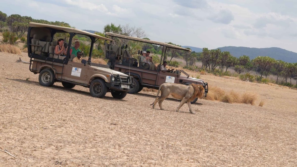 Matkailijoiden täyttämä safariauto ja leijona, joka kävelee kuivan savannin poikki. 5
