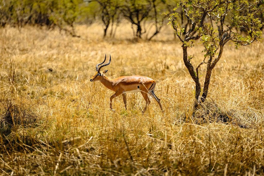 Picture 58 for Activity From Zanzibar: Mikumi Safari Day Trip with Flights and Lunch 3