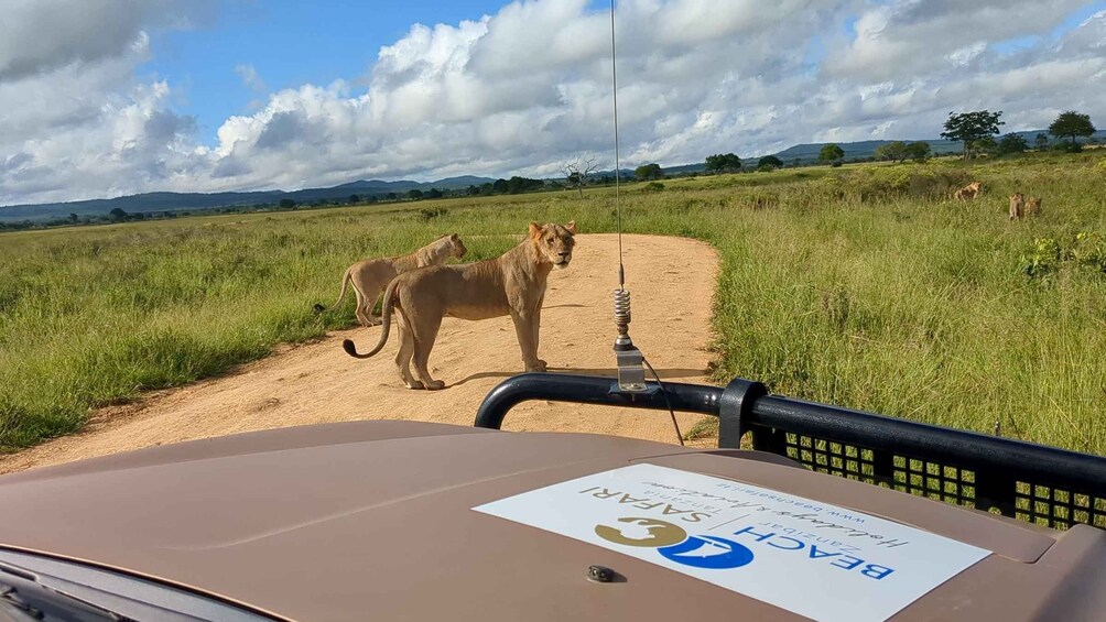 Picture 60 for Activity From Zanzibar: Mikumi Safari Day Trip with Flights and Lunch 4