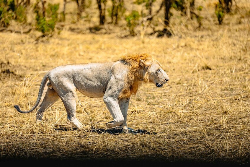 Picture 8 for Activity From Zanzibar: Mikumi Safari Day Trip with Flights and Lunch 4
