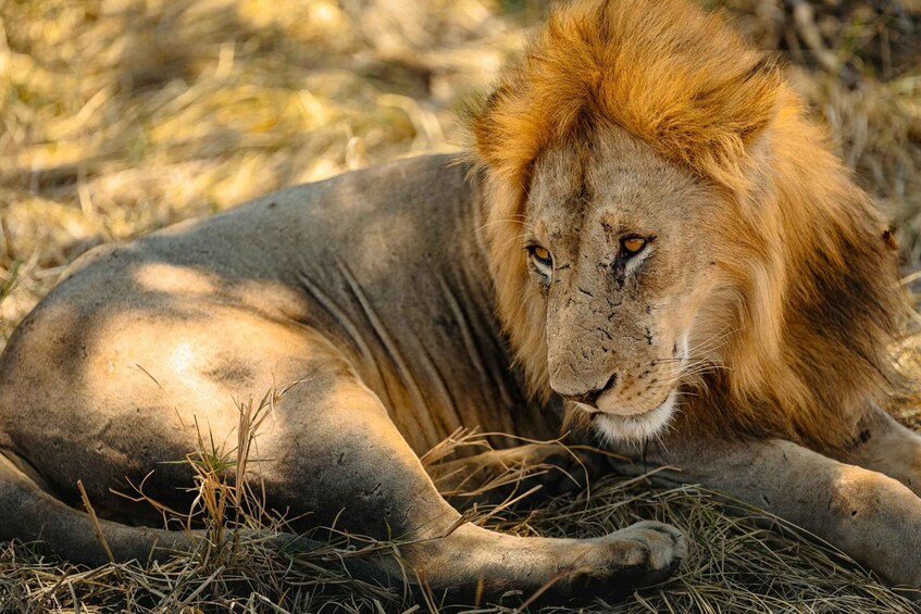 Picture 56 for Activity From Zanzibar: Mikumi Safari Day Trip with Flights and Lunch 5