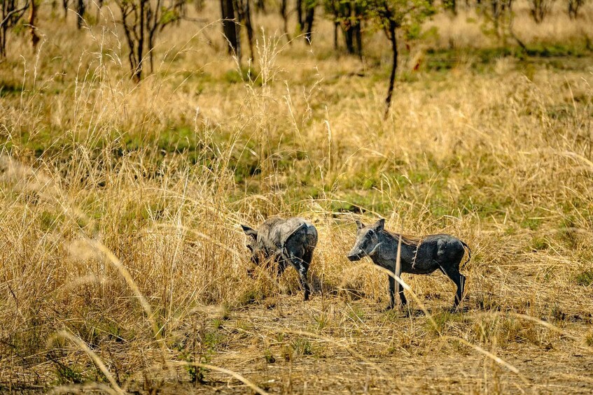 Picture 59 for Activity From Zanzibar: Mikumi Safari Day Trip with Flights and Lunch 2