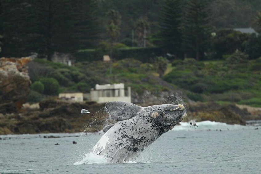 Hermanus Land based Whale Tour with Dave de Beer 3