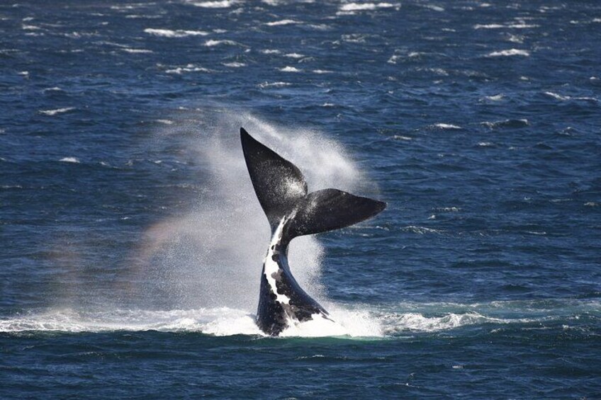 A whale breaching with its tail flukes visible above the water. 1