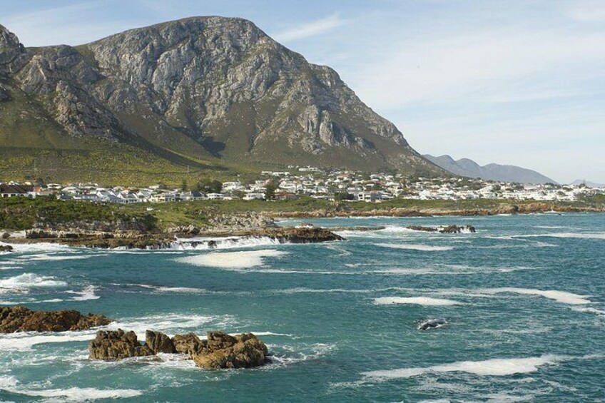 A stunning view from the cliffs of a Southern Right mother and calf. 4