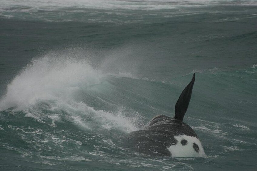 Hermanus Land based Whale Tour with Dave de Beer 5