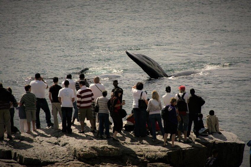Southern Right Whale with a few m's of shore 2