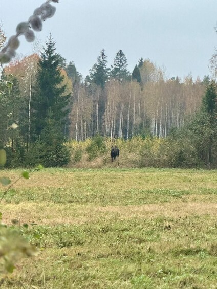 Picture 38 for Activity From Helsinki: Nuuksio National Park Hiking Tour with Food 2