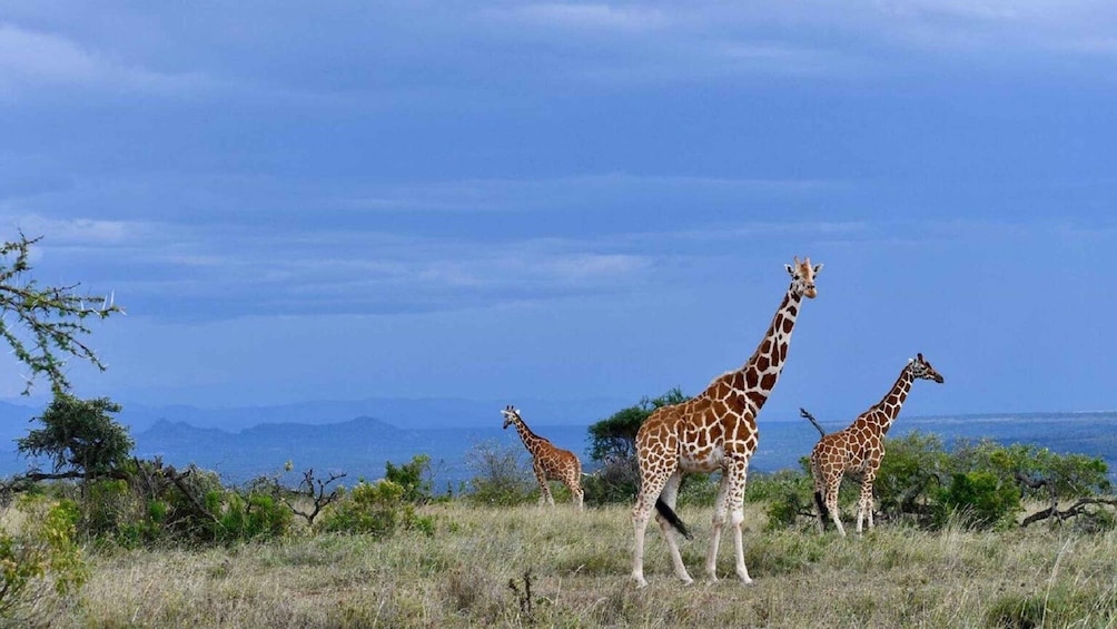 Eine Gruppe von Giraffen in einer grasbewachsenen Savanne mit Bergen im Hintergrund. 1