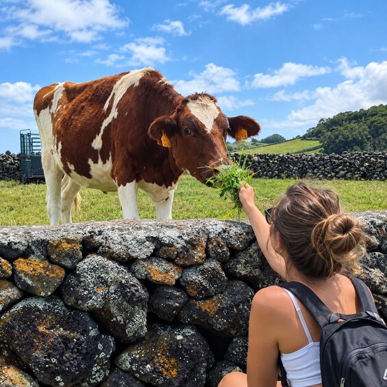 A cow grazing in a field with a stone wall and a person feeding it. 2