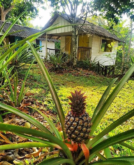 Una piña en un jardín con una casa al fondo. 4