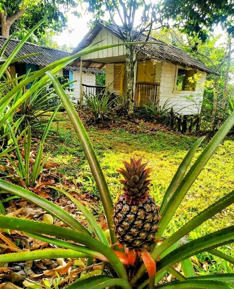 Una planta de piña en primer plano y una casa al fondo. 3