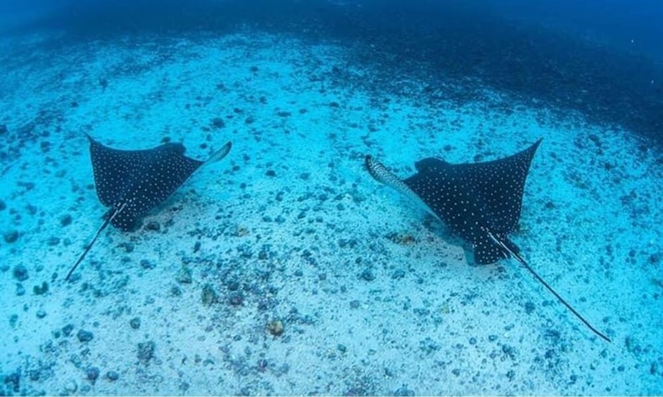 Culebra Snorkeling Tour with Visit to Flamenco Beach 