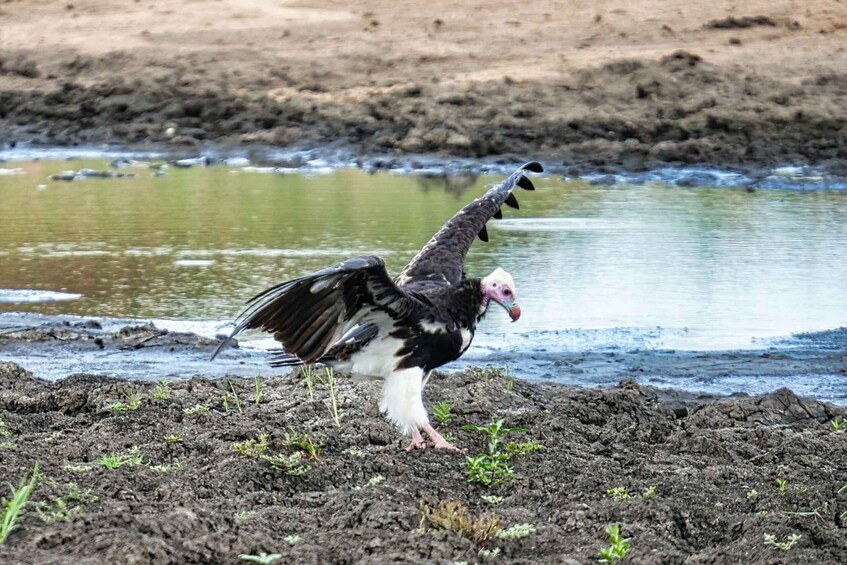 Picture 17 for Activity Victoria Falls: Birdwatching Safari in Zambezi National Park 2