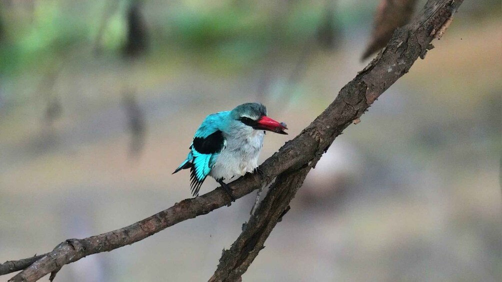 Picture 3 for Activity Victoria Falls: Birdwatching Safari in Zambezi National Park 5