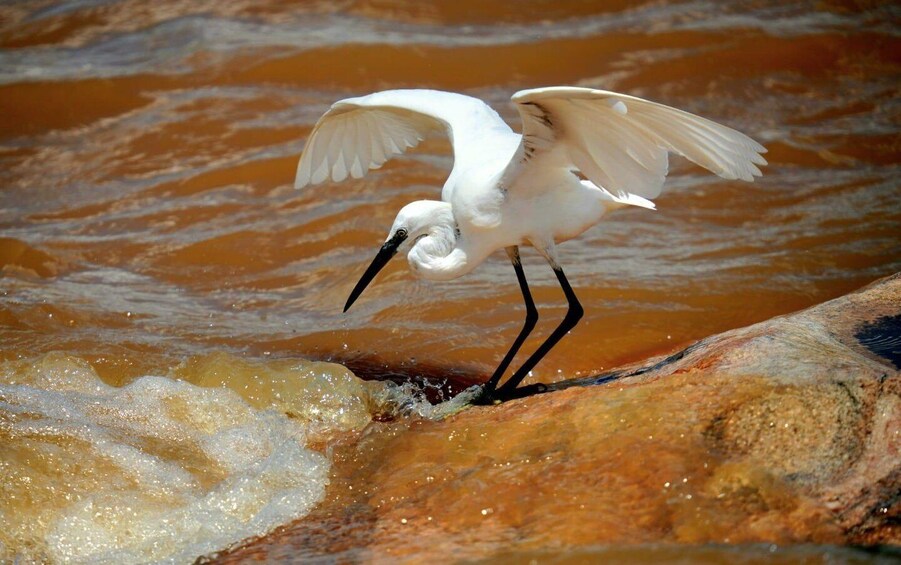 Picture 14 for Activity Victoria Falls: Birdwatching Safari in Zambezi National Park 5