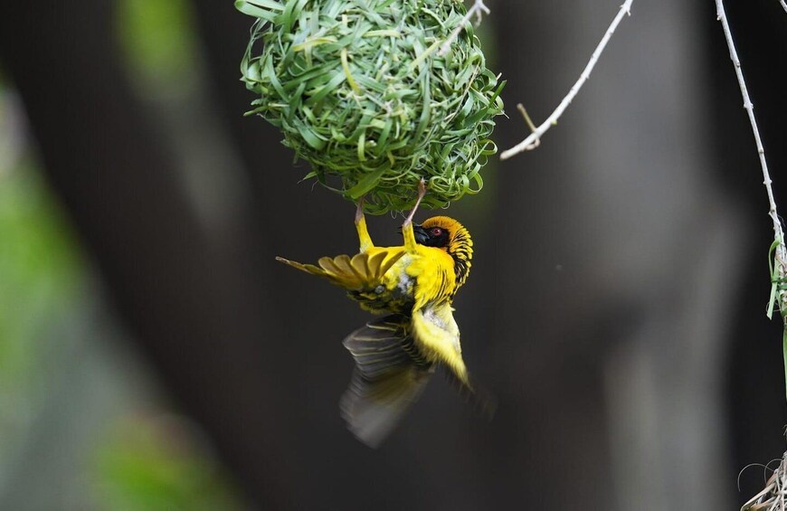 Picture 8 for Activity Victoria Falls: Birdwatching Safari in Zambezi National Park 3