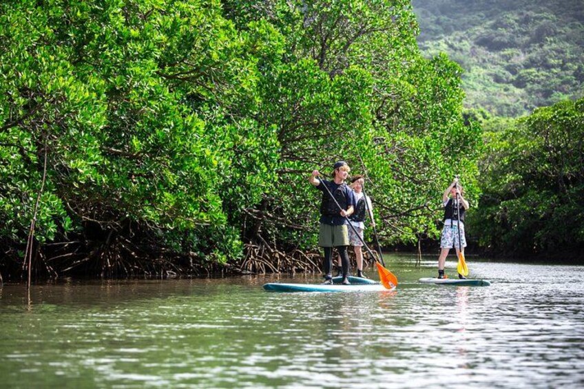 People paddleboarding on a calm river surrounded by dense mangrove trees. 3
