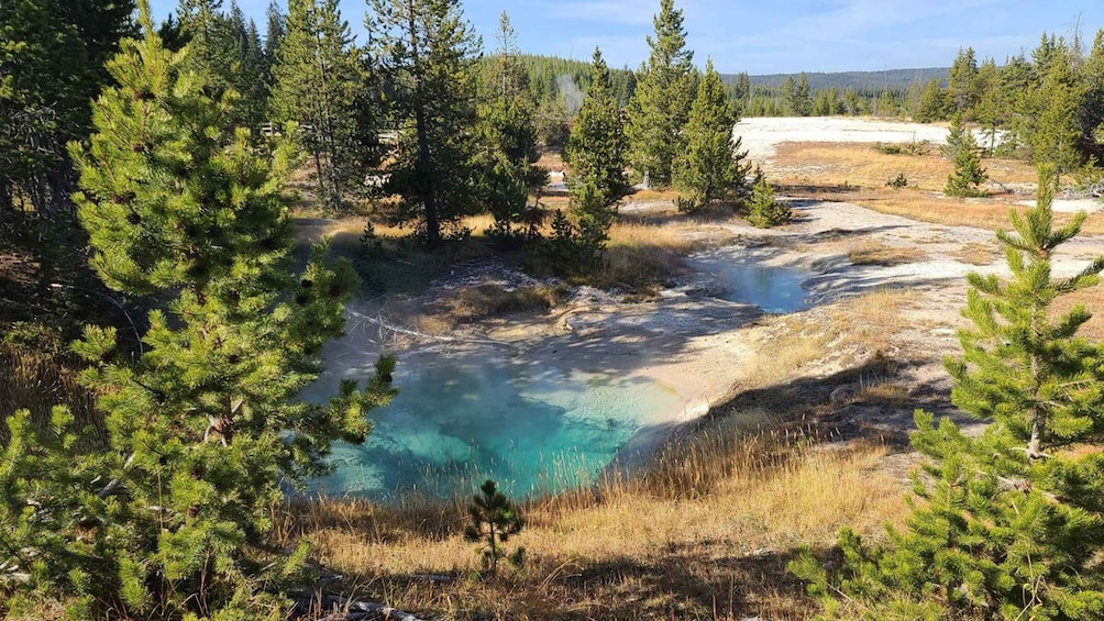 A geothermal hot spring surrounded by coniferous trees. 1