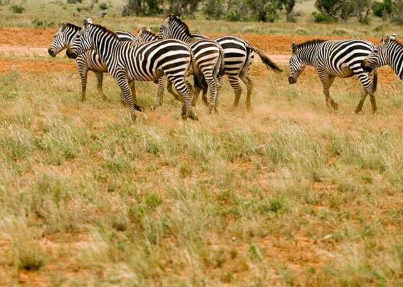 Picture 17 for Activity 𝐇ell's Gate With Boat Ride In Lake Naivasha Day Tour 3