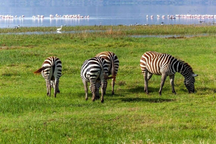 Picture 27 for Activity 𝐇ell's Gate With Boat Ride In Lake Naivasha Day Tour 4