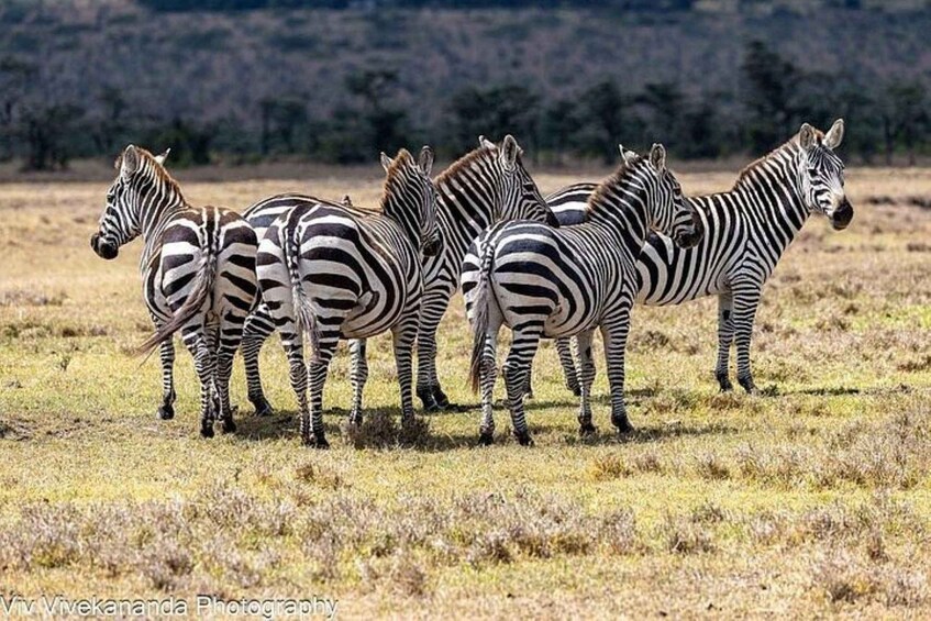 Picture 20 for Activity ðell's Gate With Boat Ride In Lake Naivasha Day Tour 4
