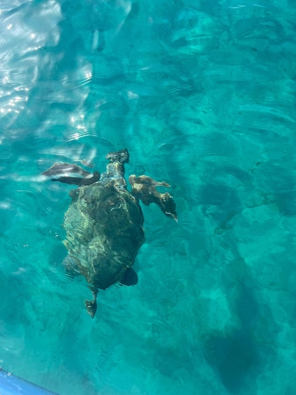 A turtle swimming in clear turquoise water. 1