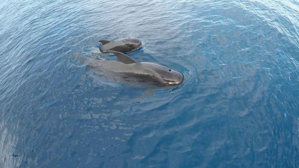 Picture 14 for Activity Tenerife: Whales and Snorkeling Tour on a Luxury Yacht 2