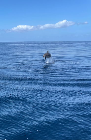 Picture 15 for Activity Tenerife: Whales and Snorkeling Tour on a Luxury Yacht 4