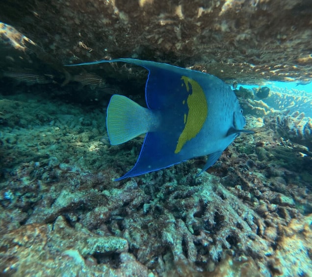 Picture 20 for Activity Daymaniyat Islands Snorkeling with Picnic Lunch 3