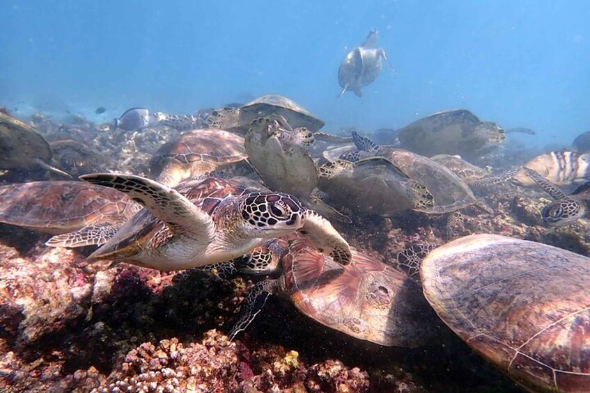 Picture 3 for Activity Daymaniyat Islands Snorkeling with Picnic Lunch 1