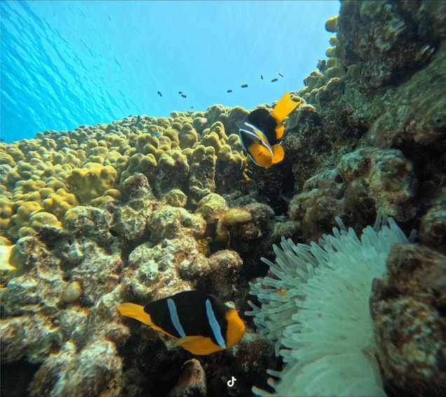 Picture 19 for Activity Daymaniyat Islands Snorkeling with Picnic Lunch 2
