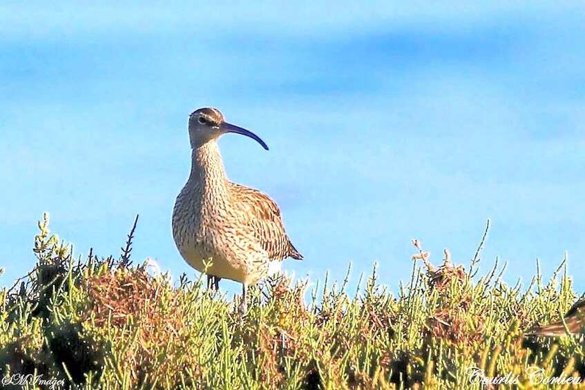 A bird standing on the grass. 4