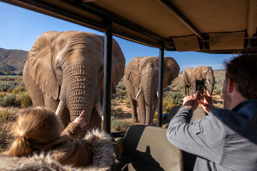 Big Five Safari Day Tour from Cape Town 2