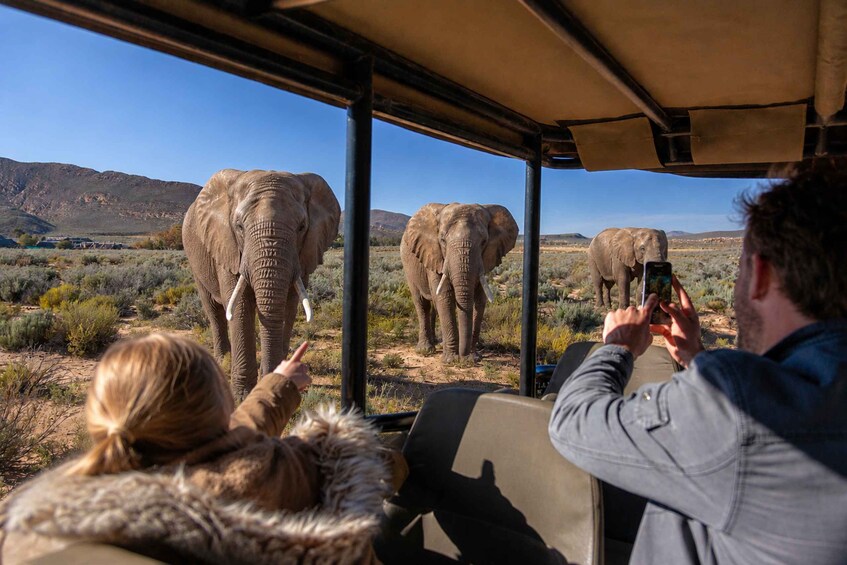 Picture 6 for Activity Big Five Safari Day Tour from Cape Town 3