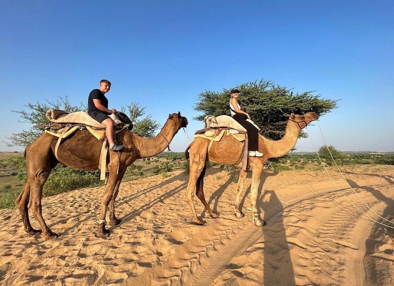 Jodhpur : Jeep Safari, Camel Ride,Buffet Dinner & Folk Dance 1