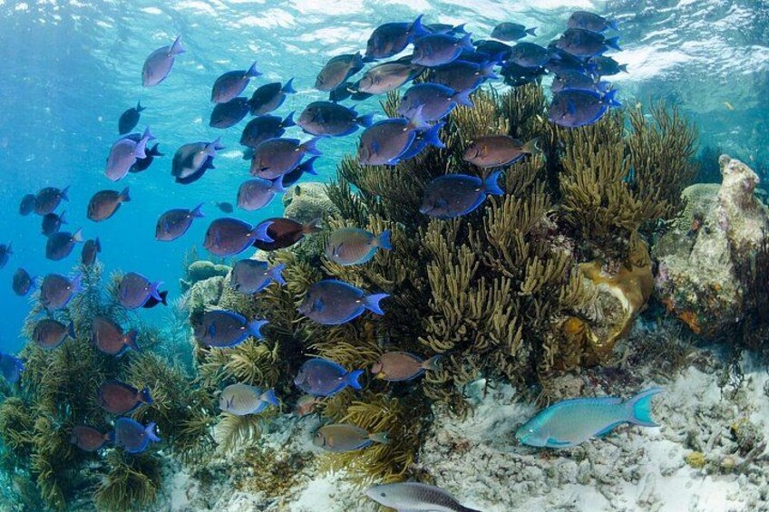 Brunch & Snorkel Catamaran Tour 3
