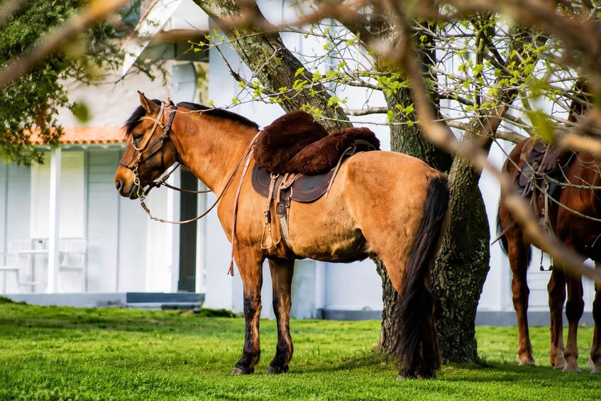 Picture 2 for Activity Colonia del Sacramento: Horseback Ride & Countryside Picnic 3