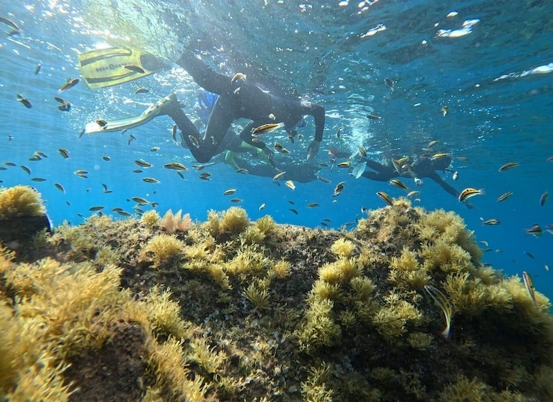 A diver underwater with a school of fish and seaweed. 5