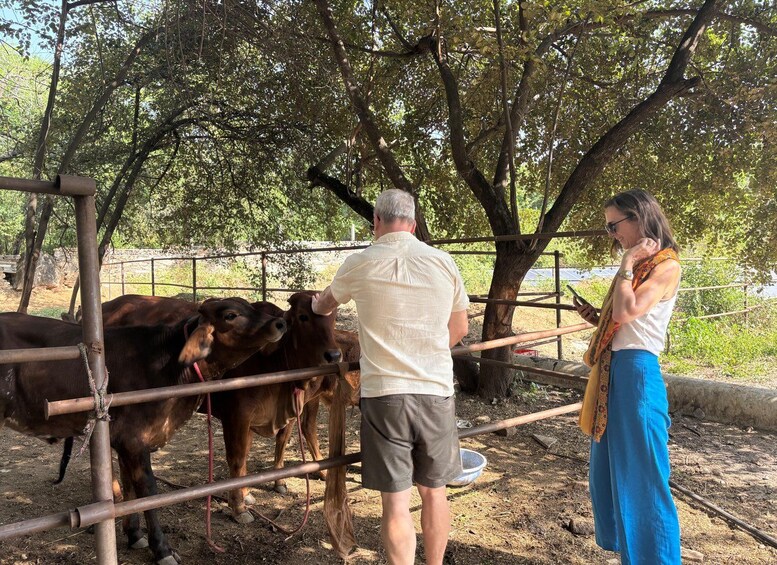 A man and a woman interacting with cows in a fenced area with trees. 2