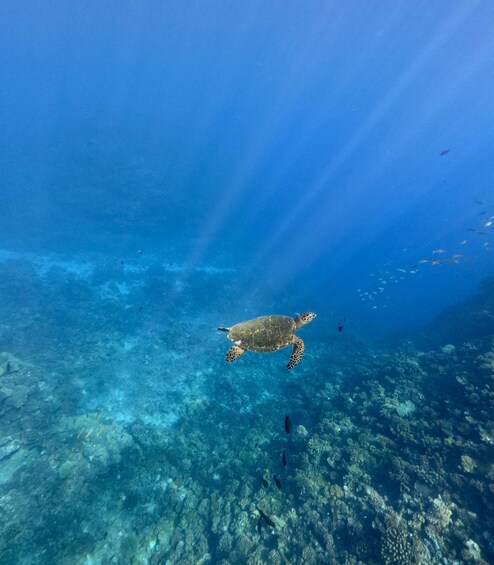 A sea turtle swimming in clear blue water with a coral reef below. 4