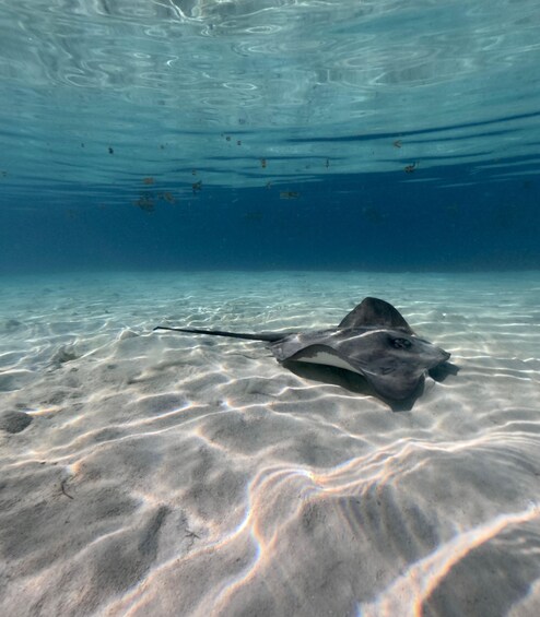 A stingray on a sandy ocean floor with clear water above. 5